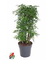 Schefflera Luseana P27