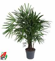 Rhapis Excelsa