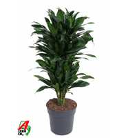 Dracaena Green Jewel vertakt P27