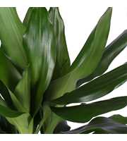 Dracaena Janet Lind p21, 45+15+10 (Air so Pure)
