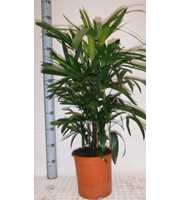 rhapis