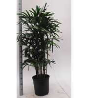 rhapis