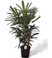 rhapis