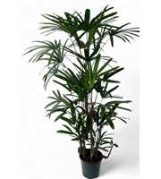 Rhapis