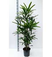 Rhapis