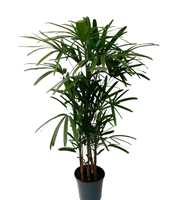 rhapis