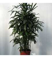 rhapis