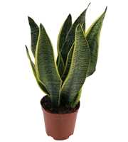 Sansevieria Superba 2pp 35-40cm
