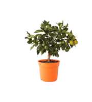Citrus calamondin "mini stam"