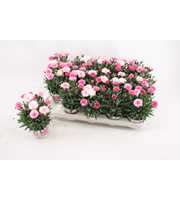 Dianthus I Love You