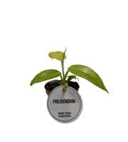 Philodendron Golden Violin