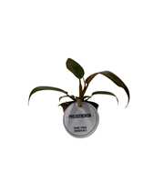 Philodendron Florida Bronze
