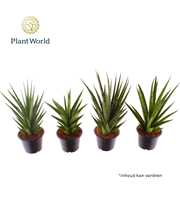 Sansevieria mix