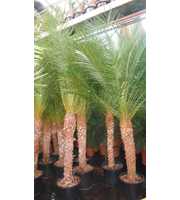 phoenix roebilinii