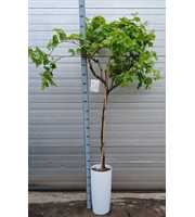 vitis vinifera
