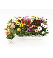 Osteospermum Mixlaag