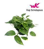 Scindapsus (Epipremnum ) Aureum schaal