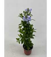 PLUM17 PLUMBAGO AURICULATA