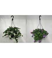 SU9227 hp Bacopa (mixlaag)