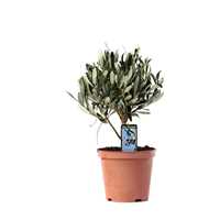 Olea Olijf op stam