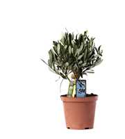 Olea Olijf met Flesje