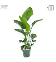 Strelitzia Nicolai