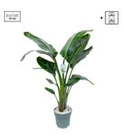Strelitzia Nicolai