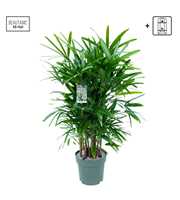 Rhapis Excelsa