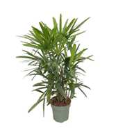 Rhapis Excelsa