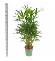 Rhapis Excelsa