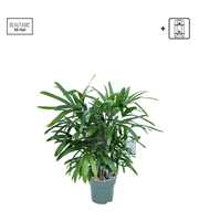 Rhapis Excelsa