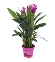 Curcuma Siam Sanna 14 cm