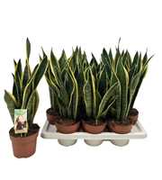 Sansevieria Laurentii