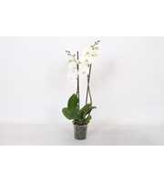 Phalaenopsis White, 2-spike 18+