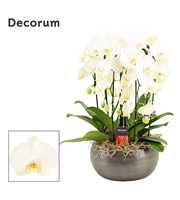 Nero cascade 6 tak symphony white (Deco-collection