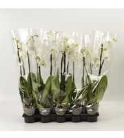 Phalaenopsis overig wit 2 tak wit A2