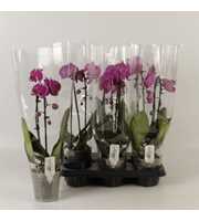 Phalaenopsis overig paars Unoboga Paars