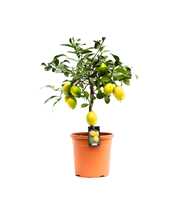 Citrus Meyer