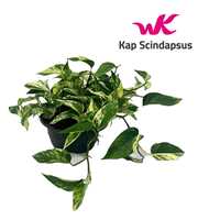 Scindapsus (Epipremnum ) Marble Queen schaal