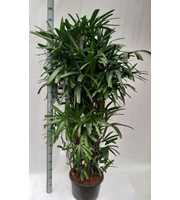 Rhapis excelsa hy