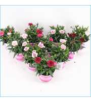 Dianthus Mixtray