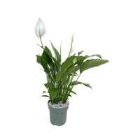 Spathiphyllum Sweet Sebastiano