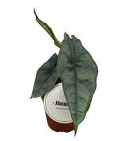 Alocasia Het. Dragons Breath