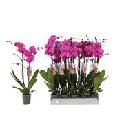 Phalaenopsis Johannesburg, 2-spike 18+