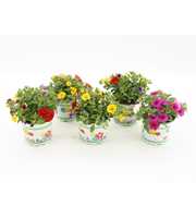 Calibrachoa Trixi Mixlaag