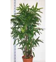 rhapis