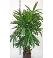 RHAPIS EXCELSA HY