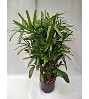 Rhapis excelsa hy