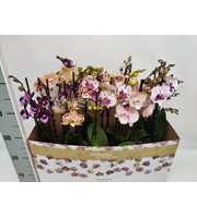 Special Mix 50cm
