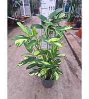 Ctenanthe Pilosa 'Golden Mosaic' 100